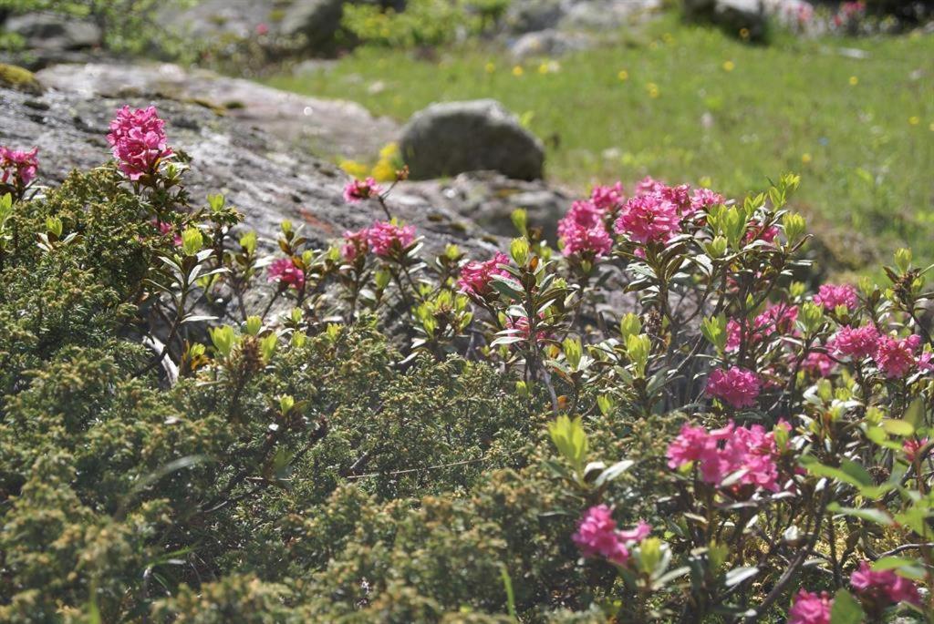 Apart Spitaler Gerlosberg Exteriör bild